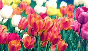 Preview wallpaper tulips, flowers, spring, flowerbed, sharpness