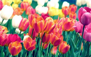 Preview wallpaper tulips, flowers, spring, flowerbed, sharpness