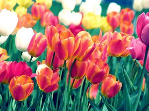 Preview wallpaper tulips, flowers, spring, flowerbed, sharpness