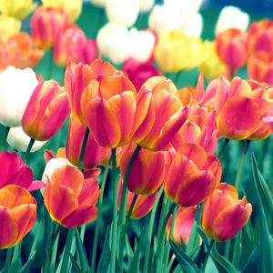 Preview wallpaper tulips, flowers, spring, flowerbed, sharpness