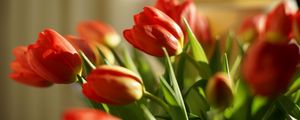 Preview wallpaper tulips, flowers, spring, red