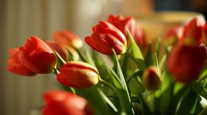 Preview wallpaper tulips, flowers, spring, red