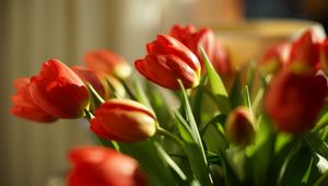 Preview wallpaper tulips, flowers, spring, red