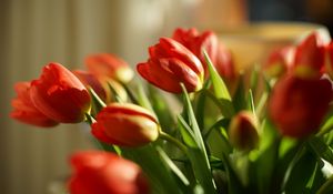 Preview wallpaper tulips, flowers, spring, red