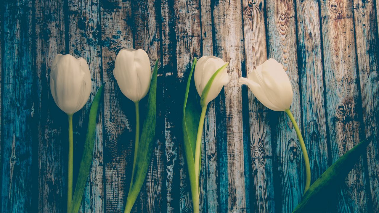Wallpaper tulips, flowers, stem