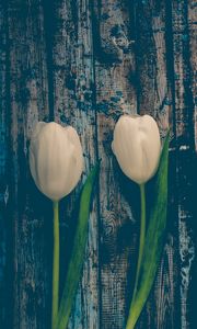 Preview wallpaper tulips, flowers, stem