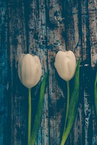 Preview wallpaper tulips, flowers, stem