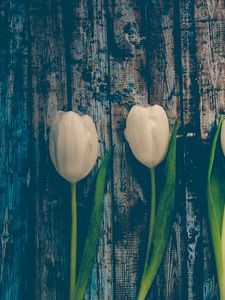 Preview wallpaper tulips, flowers, stem
