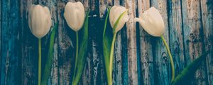 Preview wallpaper tulips, flowers, stem