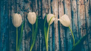 Preview wallpaper tulips, flowers, stem