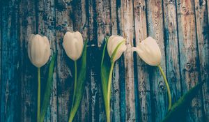 Preview wallpaper tulips, flowers, stem