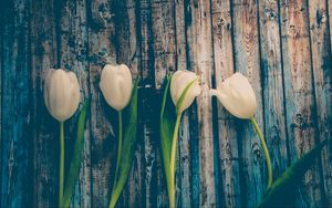 Preview wallpaper tulips, flowers, stem