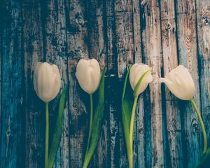 Preview wallpaper tulips, flowers, stem