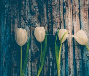 Preview wallpaper tulips, flowers, stem