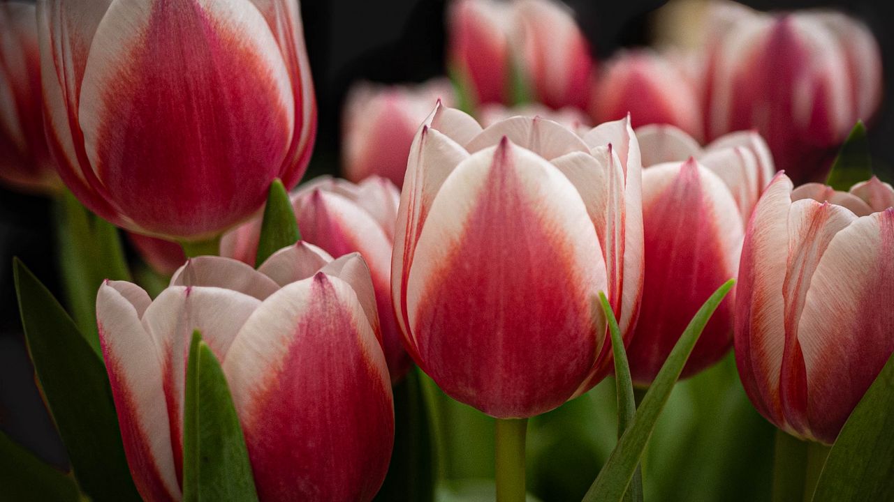 Wallpaper tulips, flowers, stems, plants, nature
