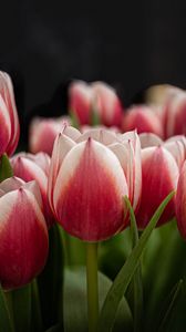 Preview wallpaper tulips, flowers, stems, plants, nature