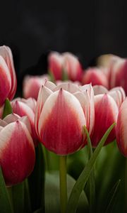 Preview wallpaper tulips, flowers, stems, plants, nature
