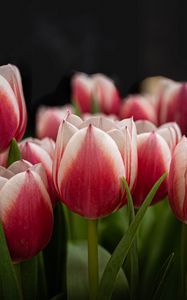 Preview wallpaper tulips, flowers, stems, plants, nature