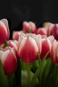 Preview wallpaper tulips, flowers, stems, plants, nature