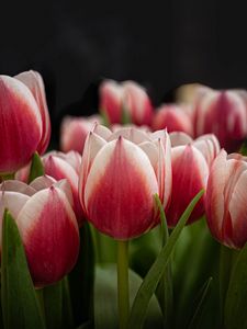 Preview wallpaper tulips, flowers, stems, plants, nature