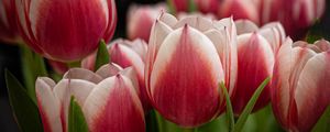 Preview wallpaper tulips, flowers, stems, plants, nature