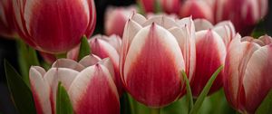 Preview wallpaper tulips, flowers, stems, plants, nature
