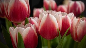 Preview wallpaper tulips, flowers, stems, plants, nature