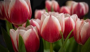 Preview wallpaper tulips, flowers, stems, plants, nature
