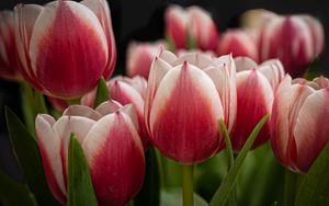 Preview wallpaper tulips, flowers, stems, plants, nature