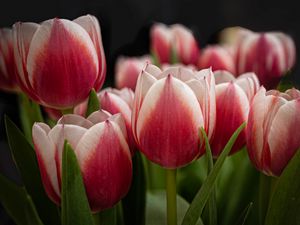 Preview wallpaper tulips, flowers, stems, plants, nature