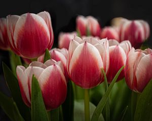 Preview wallpaper tulips, flowers, stems, plants, nature