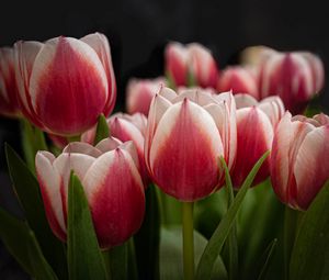 Preview wallpaper tulips, flowers, stems, plants, nature