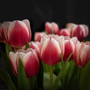 Preview wallpaper tulips, flowers, stems, plants, nature