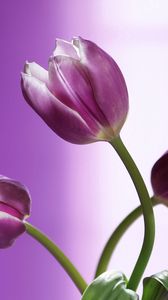 Preview wallpaper tulips, flowers, stems, background