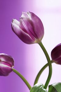 Preview wallpaper tulips, flowers, stems, background