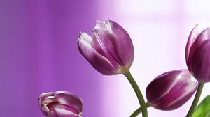 Preview wallpaper tulips, flowers, stems, background