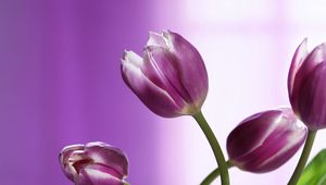 Preview wallpaper tulips, flowers, stems, background