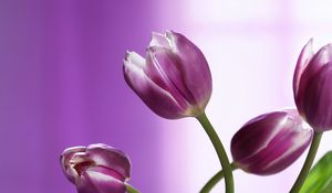 Preview wallpaper tulips, flowers, stems, background