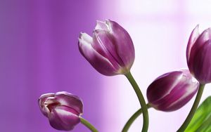 Preview wallpaper tulips, flowers, stems, background