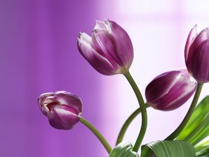 Preview wallpaper tulips, flowers, stems, background