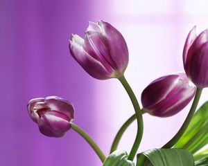 Preview wallpaper tulips, flowers, stems, background