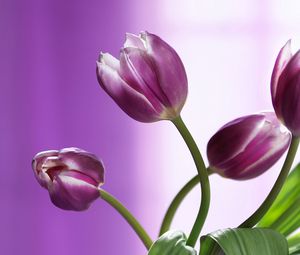 Preview wallpaper tulips, flowers, stems, background