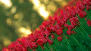 Preview wallpaper tulips, flowers, stems, buds