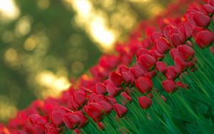 Preview wallpaper tulips, flowers, stems, buds