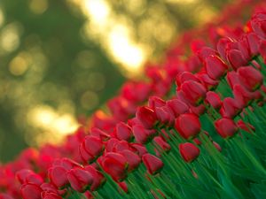 Preview wallpaper tulips, flowers, stems, buds