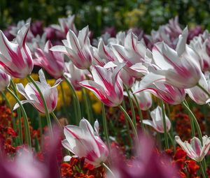 Preview wallpaper tulips, flowers, striped