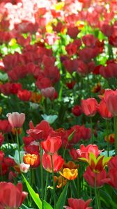 Preview wallpaper tulips, flowers, sun, green, park