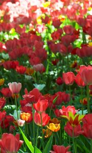 Preview wallpaper tulips, flowers, sun, green, park