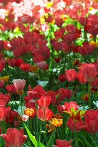 Preview wallpaper tulips, flowers, sun, green, park