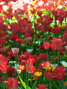 Preview wallpaper tulips, flowers, sun, green, park